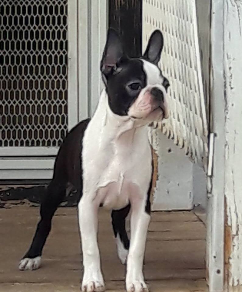 4 month boston terrier
